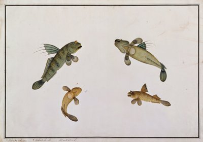 طين السمك ، Bloodo chiena ، Bloodo La-ore ، من رسوم الأسماك من ملقا ، c.1805-18 (مرحاض على ورق) بواسطة المدرسة الصينية