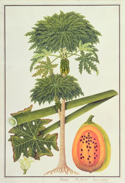 البابايا ، الباباو أو كايكا بابايا ، من رسوم نباتات من ملقا ، ج 1805-18 (مرحاض على ورق) بواسطة المدرسة الصينية