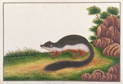 يمنع السنجاب ، من رسومات الحيوانات والحشرات والزواحف من ملقا ، ج 1805-18 (غواش ومرحاض على ورق) بواسطة المدرسة الصينية