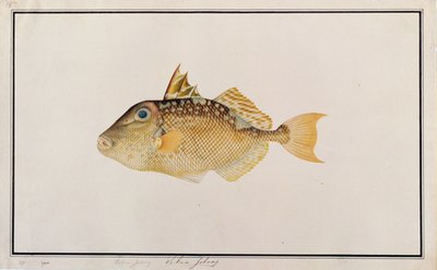سمكة نجمية ، من رسوم أسماك من ملقا ، ج 1805-18 (مرحاض على ورق) بواسطة المدرسة الصينية