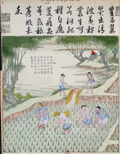 إزالة الأعشاب الضارة ، ثقافة الأرز في الصين (طباعة لوحة خشبية ملونة) بواسطة المدرسة الصينية