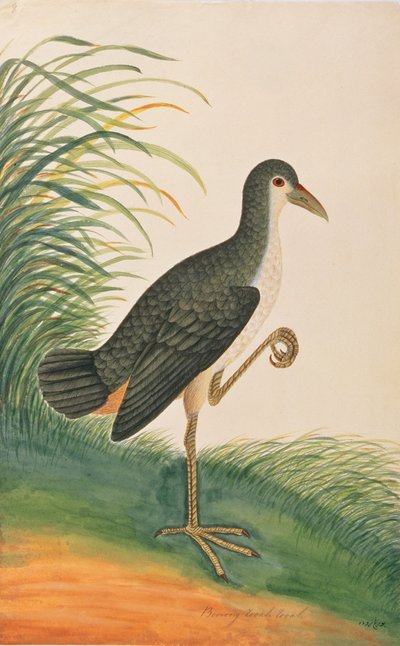 واترثين ذات الصدر الأبيض ، من رسوم طيور من ملقا ، ج 1805-18 (مرحاض على ورق) بواسطة المدرسة الصينية