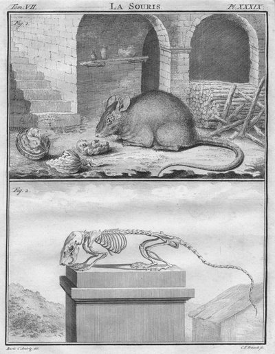 الماوس ، c1763. بواسطة كريستيان فريدريش فريتشش