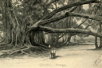 أشجار عملاقة في Buitenzorg ، جاوة ، 1898. بواسطة كريستيان فيلهلم أليرز
