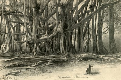 أشجار عملاقة في Buitenzorg ، جاوة ، 1898. بواسطة كريستيان فيلهلم أليرز