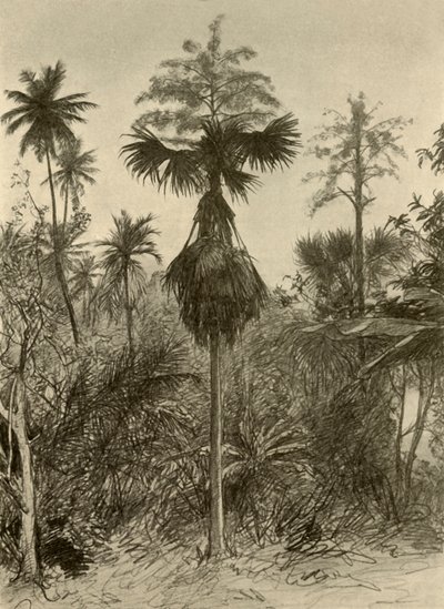 نخلة Talipot بعد الإزهار ، سيلان ، 1898. بواسطة كريستيان فيلهلم أليرز