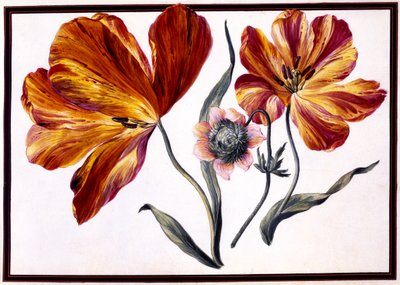 الزنبق و Anenome ، ج .1690 بواسطة كلود اوبريت