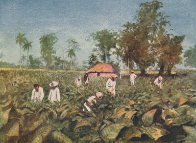مزرعة التبغ ، كوبا ، 1916 بواسطة كلود برات