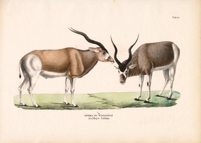 ظباء أداكس أنتيل في معطف شتوي بواسطة كونراد كول