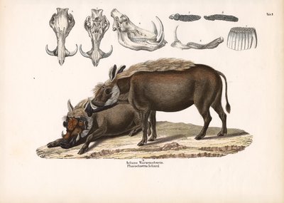 خنزير أيليان الخنزير الوحشي مع تشريح الجمجمة بواسطة كونراد كول