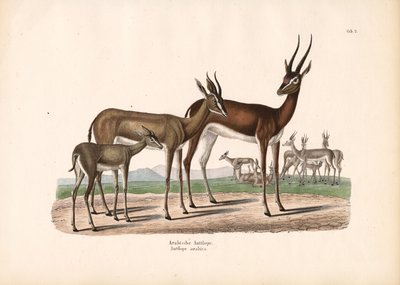 المها العربي في شبه الصحراء بواسطة كونراد كول