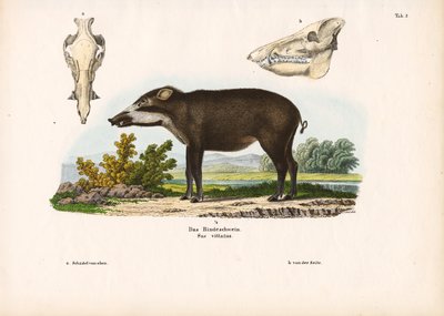 الخنزير المربوط مع تفاصيل تشريحية بواسطة كونراد كول