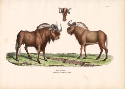 ثور الوحش الأسود مع تفاصيل الرأس بواسطة كونراد كول