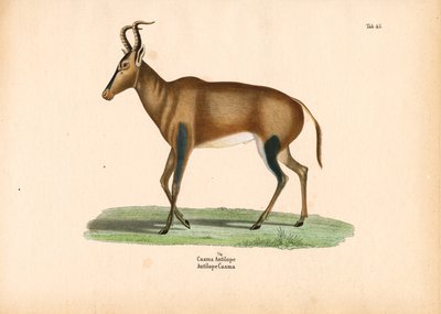 ظباء الكاما بواسطة كونراد كول