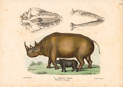 كركدن كامبر مع تمثيلات العجل والجمجمة بواسطة كونراد كول