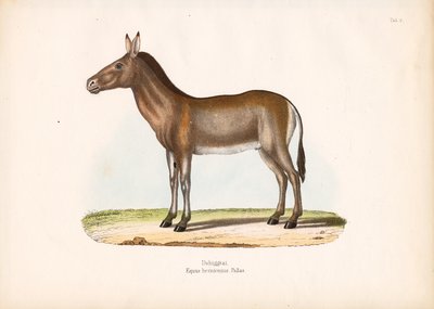 دزيغيتاي أو الحمار البري المنغولي بواسطة كونراد كول