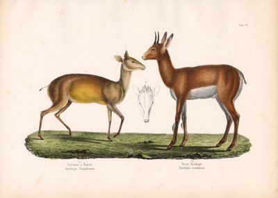 ظباء النتال والظباء الجبلية بواسطة كونراد كول