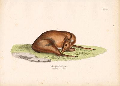 غواص أوجلبي في وضع الراحة بواسطة كونراد كول