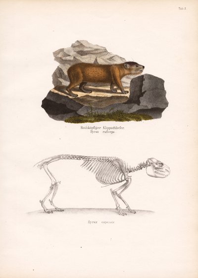 الضبع الصخري ذو الرأس الأحمر والهيكل العظمي للضبع الصخري الرأس بواسطة كونراد كول