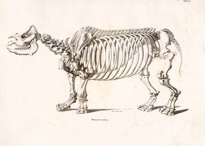 الهيكل العظمي لوحيد القرن الهندي بواسطة كونراد كول