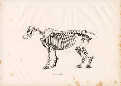 الهيكل العظمي لتابير الأراضي المنخفضة بواسطة كونراد كول