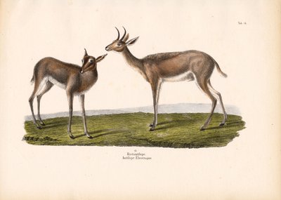 ريديباك الجنوبي بواسطة كونراد كول