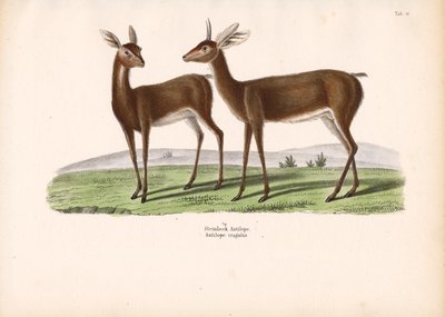 برج الجدي بواسطة كونراد كول