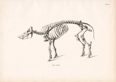 هيكل عظمي خنزير بري بواسطة كونراد كول