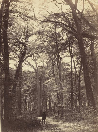 مشهد الغابة، ج. 1865 (صورة فوتوغرافية) بواسطة كونستانت الكسندر فامين