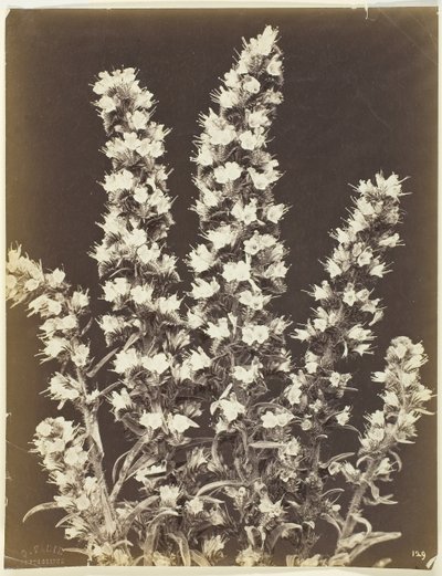بلا عنوان [نبات مزهر] ، ج. 1870. بواسطة كونستانت الكسندر فامين
