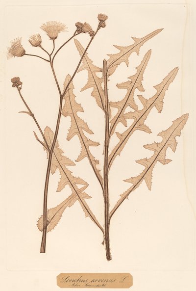 Sonchus arvensis بواسطة كونستين فون إيتينجهاوزن وألويس بوكورني