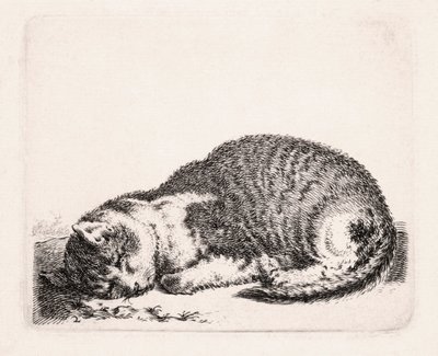 القط النائم ، c.1607-81 بواسطة كورنيليس سفتيلفين