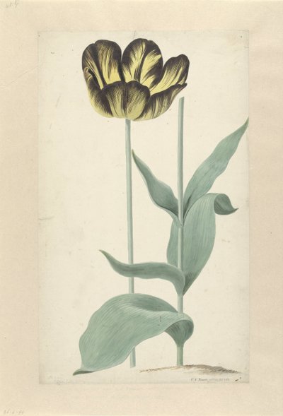 De tulp Bizard Catafalque Bizard Catafalque (العنوان على الكائن) بواسطة كورنيليس فان نورد