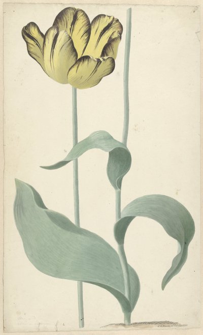 بواسطة tulp Bizard Louis d