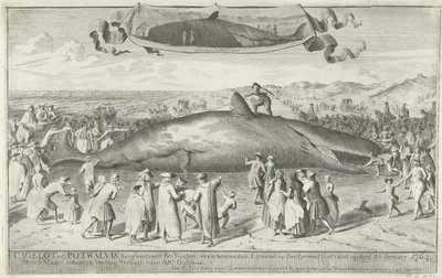 حوت العنبر تقطعت به السبل في Egmond aan Zee ، 1764 Cagelot أو Potwalvis ، بطول 60 قدمًا ، شمال Egmond op Zee Alive الذين تقطعت بهم السبل في الخامس عشر من شهر فبراير 1764. تم بيع الأول من مارس هناك في المزاد مقابل 810 Guldens (العنوان على الكائن) بواسطة كورنيليس فان نورد