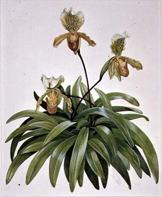PD.412-1973 ليدي سليبر أوركيد من نيبال (Paphiopedilum insigne) بواسطة كورنيليوس ب. دورهام