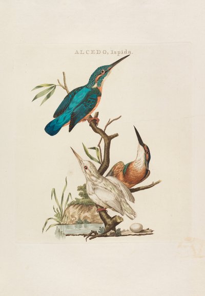 الطيور الهولندية: حسب أسرتها وخصائصها ، 1770-1829. بواسطة كورنيليوس نوزمان