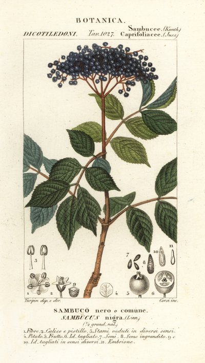 الخمان الأسود الأوروبي ، Sambucus nigra ، الأسود أو البلسان الشائع بواسطة كورسي كورسي