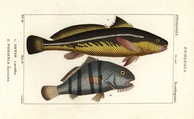 Karut croaker و Johnius carutta و Ionio carutta 1 و Black Drum و Pogonias cromis و Pogonias fasciatus و Pogonia fasciato 2 بواسطة كورسي كورسي