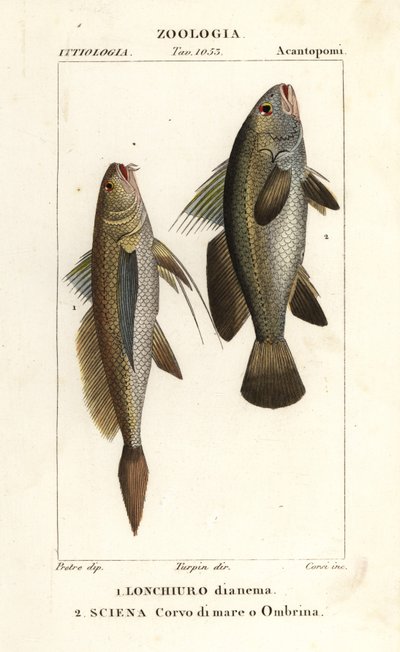 النعاب طويل الذيل، Lonchurus lanceolatus 1 وmeagre، النعاب، القاروص الحجري، سمك الظل، Argyrosomus regius 2 بواسطة كورسي كورسي