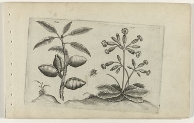 Amandelboom en gulden sleutelbloem تعرف على الزنابق (عنوان المسلسل) بواسطة Crispijn van de Passe (I) (منسوب إلى)