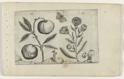 Assyrische appel en goudsbloem تعرف على الزنبق (عنوان السلسلة) بواسطة Crispijn van de Passe (I) (منسوب إلى)