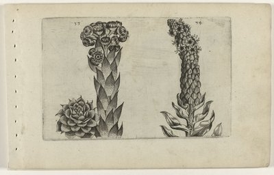 ليليا Thunderleaf و Mullein Cognoscite (عنوان السلسلة) بواسطة Crispijn van de Passe (I) (منسوب إلى)