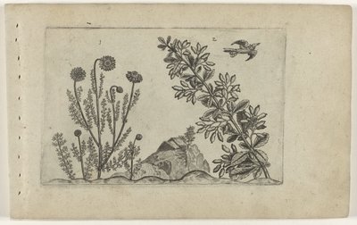 Gewone kamille en zuurbes تعرف على الزنابق (عنوان المسلسل) بواسطة Crispijn van de Passe (I) (منسوب إلى)