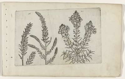 Tamarisk en vlasbekje تعرف على الزنابق (عنوان المسلسل) بواسطة كريسبين فان دي باس (الأول)