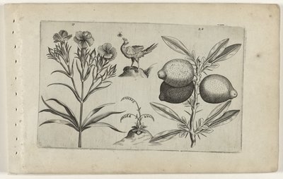 Tuinanjer en citroen تعرف على الزنابق (عنوان المسلسل) بواسطة Crispijn van de Passe (I) (منسوب إلى)