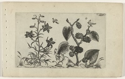 larkspur البري والتوت الأسود ليليا كوجنوسايت (عنوان السلسلة) بواسطة كريسبين فان دي باس (الأول)