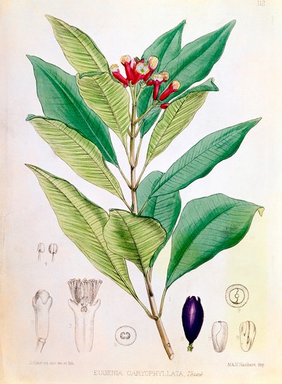 القرنفل ، برعم زهرة من Syzygium aromaticum Eugenia carophyllata بواسطة دي بلير