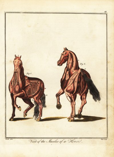 الجهاز العضلي للحصان. 1792 (نقش) بواسطة دانيال (بعد) دود