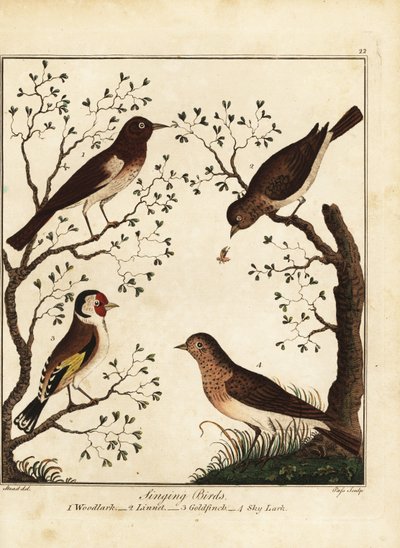 الطيور المغردة: الغابة ، لينيت ، الحسون ، قبرة السماء. 1792 (نقش) بواسطة دانيال (بعد) دود
